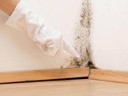 Mold Remediation for Rental Properties in Willows, CA